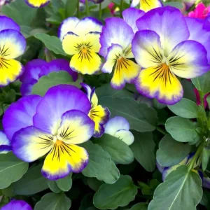 Picotee Viola Seeds - 25 Seeds - Cold Resistant Pansy Seeds for Garden & Containers - Image 7