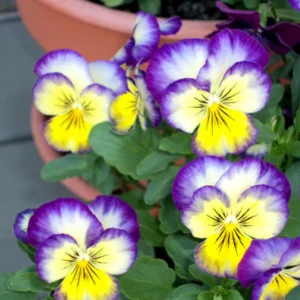 Picotee Viola Seeds - 25 Seeds - Cold Resistant Pansy Seeds for Garden & Containers - Image 8