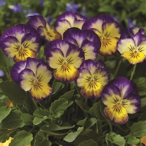 Picotee Viola Seeds - 25 Seeds - Cold Resistant Pansy Seeds for Garden & Containers - Image 9