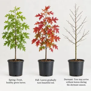 Pin Oak Tree Saplings - Set of 3 Live Plants, 4-8 Inch Tall, Outdoor Red Oak - Image 2