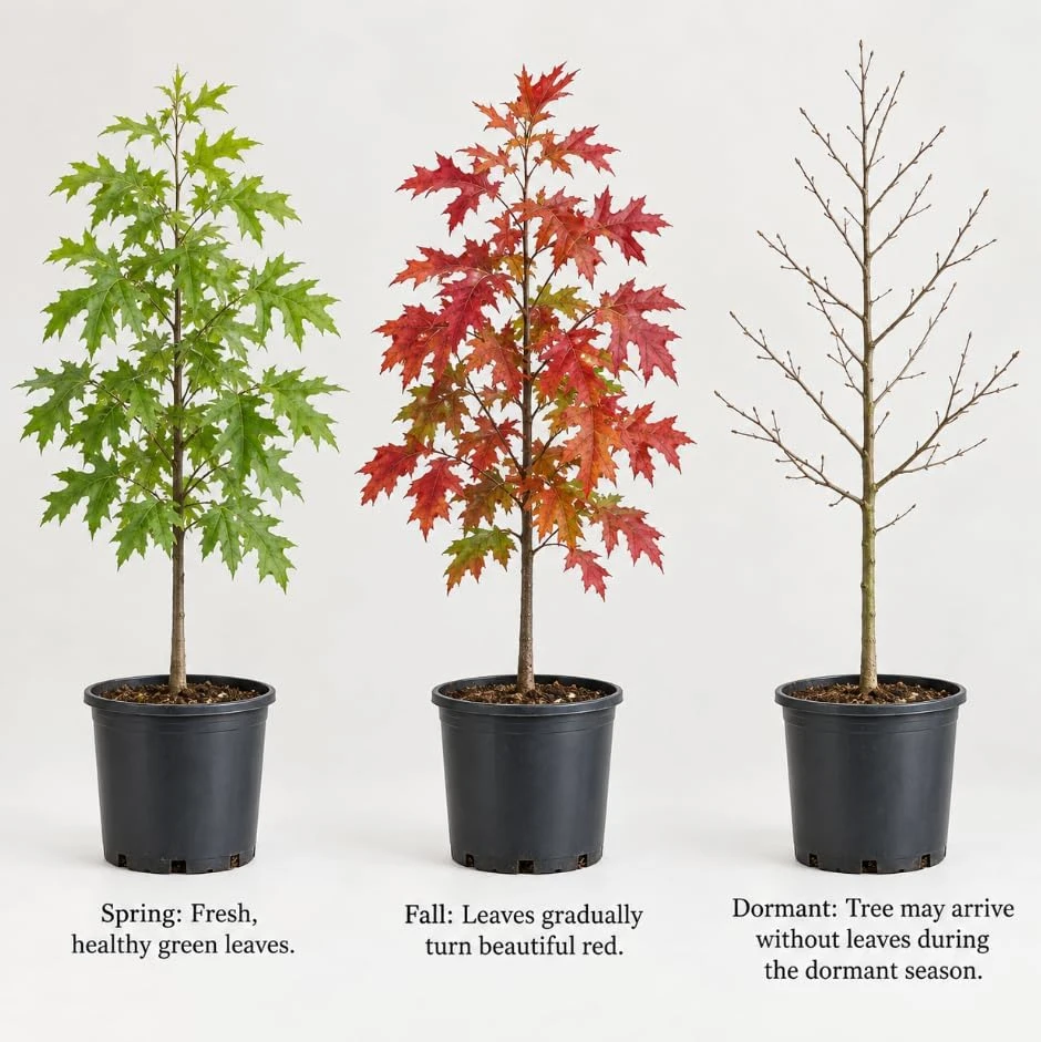Pin Oak Tree Saplings - Set of 3 Live Plants, 4-8 Inch Tall, Outdoor Red Oak - Image 2