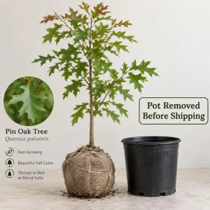Pin Oak Tree Saplings - Set of 3 Live Plants, 4-8 Inch Tall, Outdoor Red Oak - Image 4