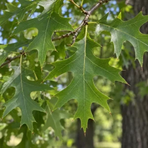 Pin Oak Tree Saplings - Set of 3 Live Plants, 4-8 Inch Tall, Outdoor Red Oak - Image 6