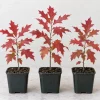 Pin Oak Tree Saplings - Set of 3 Live Plants, 4-8 Inch Tall, Outdoor Red Oak - Image 1