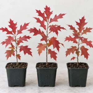 Pin Oak Tree Saplings - Set of 3 Live Plants, 4-8 Inch Tall, Outdoor Red Oak - Image 1