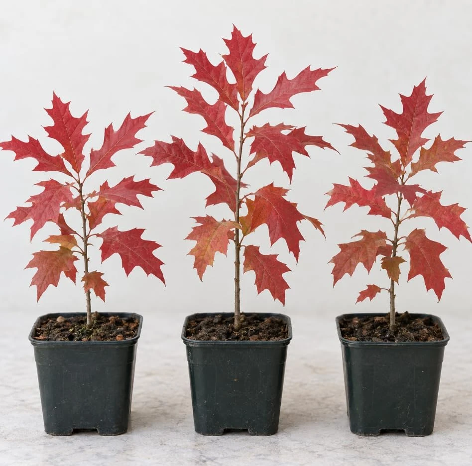 Pin Oak Tree Saplings - Set of 3 Live Plants, 4-8 Inch Tall, Outdoor Red Oak - Image 1