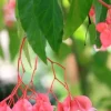 Pink Angel Wing Begonia Live Plant - 7-10 inches Tall in 4 inch Pot - Indoor/Outdoor - Image 1