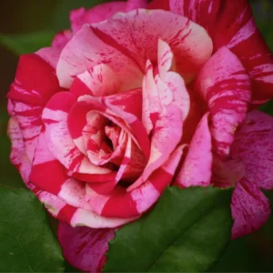 Pink Dragon Rose Seeds - 30+ Perennial Seeds for Unique Blooms - Image 10