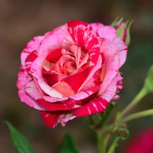 Pink Dragon Rose Seeds - 30+ Perennial Seeds for Unique Blooms - Image 11