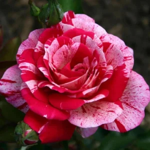Pink Dragon Rose Seeds - 30+ Perennial Seeds for Unique Blooms - Image 12