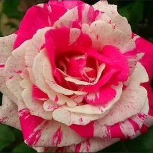 Pink Dragon Rose Seeds - 30+ Perennial Seeds for Unique Blooms - Image 13