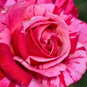 Pink Dragon Rose Seeds - 30+ Perennial Seeds for Unique Blooms - Image 2
