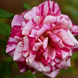 Pink Dragon Rose Seeds - 30+ Perennial Seeds for Unique Blooms - Image 3