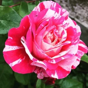 Pink Dragon Rose Seeds - 30+ Perennial Seeds for Unique Blooms - Image 5