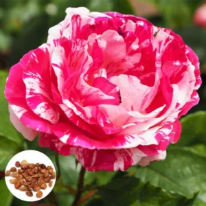 Pink Dragon Rose Seeds - 30+ Perennial Seeds for Unique Blooms - Image 6