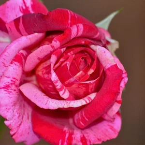 Pink Dragon Rose Seeds - 30+ Perennial Seeds for Unique Blooms - Image 7