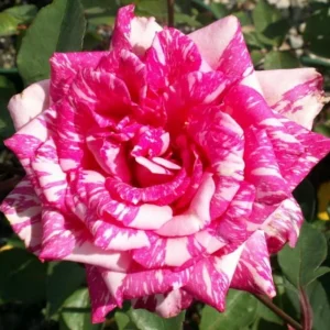 Pink Dragon Rose Seeds - 30+ Perennial Seeds for Unique Blooms - Image 8