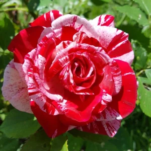 Pink Dragon Rose Seeds - 30+ Perennial Seeds for Unique Blooms - Image 9