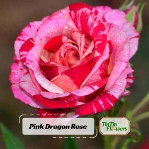 Pink Dragon Rose Seeds - 30+ Perennial Seeds for Unique Blooms - Image 1