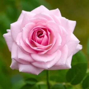 Pink Hybrid Tea Rose Seeds - 30+ Perennial Flower Seeds for Garden - Image 10