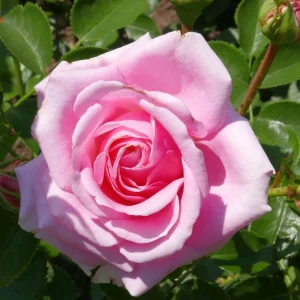 Pink Hybrid Tea Rose Seeds - 30+ Perennial Flower Seeds for Garden - Image 11