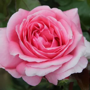 Pink Hybrid Tea Rose Seeds - 30+ Perennial Flower Seeds for Garden - Image 12