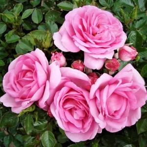 Pink Hybrid Tea Rose Seeds - 30+ Perennial Flower Seeds for Garden - Image 13