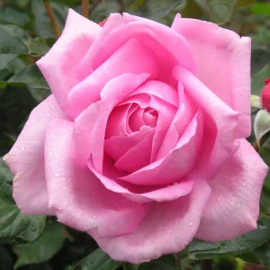 Pink Hybrid Tea Rose Seeds - 30+ Perennial Flower Seeds for Garden - Image 14