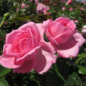 Pink Hybrid Tea Rose Seeds - 30+ Perennial Flower Seeds for Garden - Image 15
