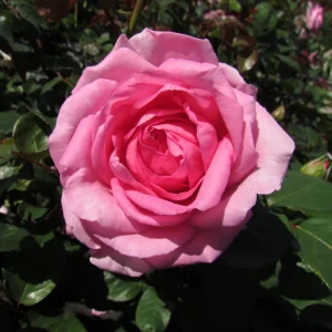 Pink Hybrid Tea Rose Seeds - 30+ Perennial Flower Seeds for Garden - Image 16