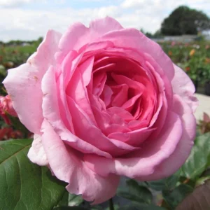 Pink Hybrid Tea Rose Seeds - 30+ Perennial Flower Seeds for Garden - Image 17