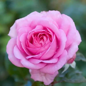 Pink Hybrid Tea Rose Seeds - 30+ Perennial Flower Seeds for Garden - Image 18