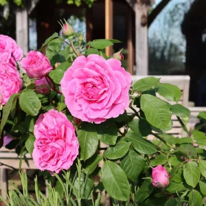 Pink Hybrid Tea Rose Seeds - 30+ Perennial Flower Seeds for Garden - Image 19