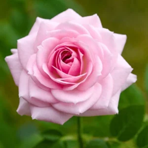 Pink Hybrid Tea Rose Seeds - 30+ Perennial Flower Seeds for Garden - Image 3
