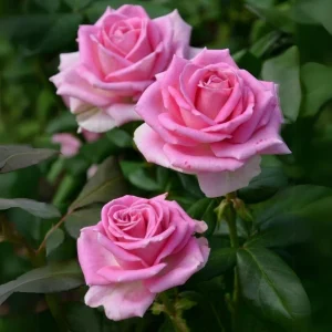 Pink Hybrid Tea Rose Seeds - 30+ Perennial Flower Seeds for Garden - Image 4