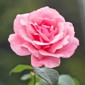 Pink Hybrid Tea Rose Seeds - 30+ Perennial Flower Seeds for Garden - Image 5