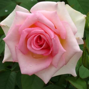Pink Hybrid Tea Rose Seeds - 30+ Perennial Flower Seeds for Garden - Image 7