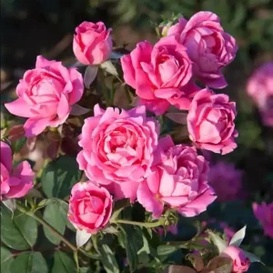 Pink Hybrid Tea Rose Seeds - 30+ Perennial Flower Seeds for Garden - Image 9