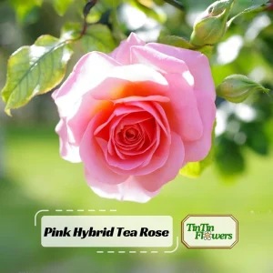 Pink Hybrid Tea Rose Seeds - 30+ Perennial Flower Seeds for Garden - Image 1
