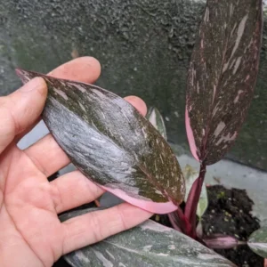 Pink Marble Philodendron Live Plant – 4 to 6 inch Tall – Indoor Foliage - Image 2