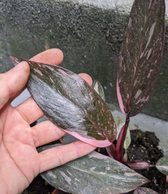 Pink Marble Philodendron Live Plant – 4 to 6 inch Tall – Indoor Foliage - Image 2