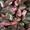 Pink Marble Philodendron Live Plant – 4 to 6 inch Tall – Indoor Foliage - Image 1