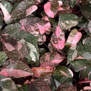 Pink Marble Philodendron Live Plant – 4 to 6 inch Tall – Indoor Foliage - Image 1