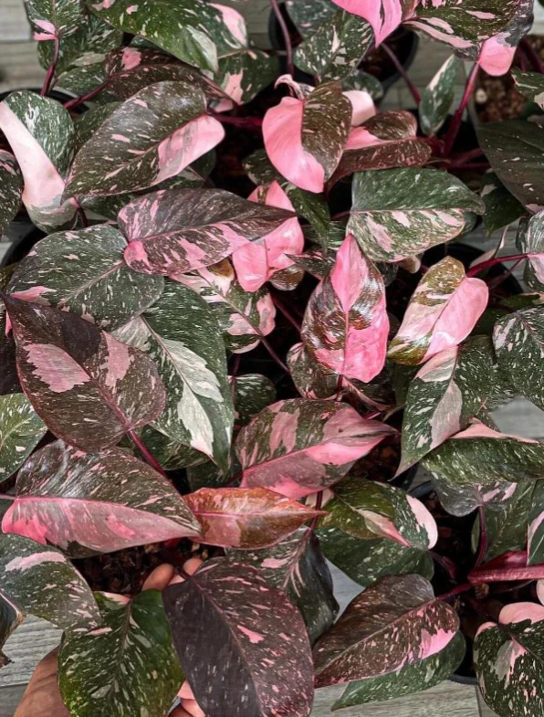 Pink Marble Philodendron Live Plant – 4 to 6 inch Tall – Indoor Foliage - Image 1