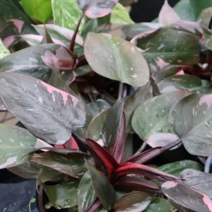 Pink Marble Philodendron Live Plant – 4in Potted Houseplant - Image 2
