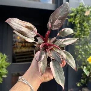 Pink Marble Philodendron Live Plant – 4in Potted Houseplant - Image 3