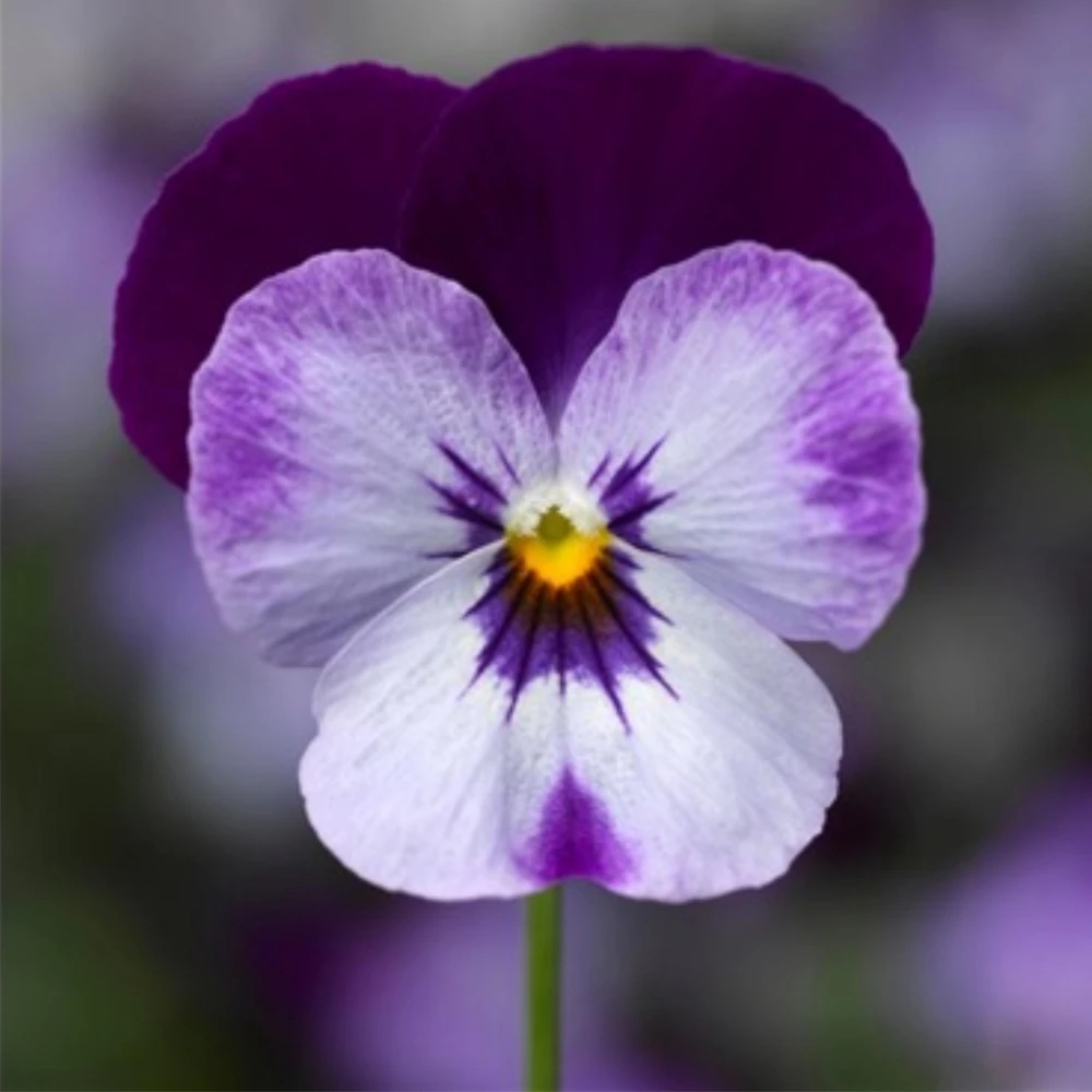 Pink Pansy Mix Viola Flower Seeds - Cold Resistant - 25 Seeds - Image 10