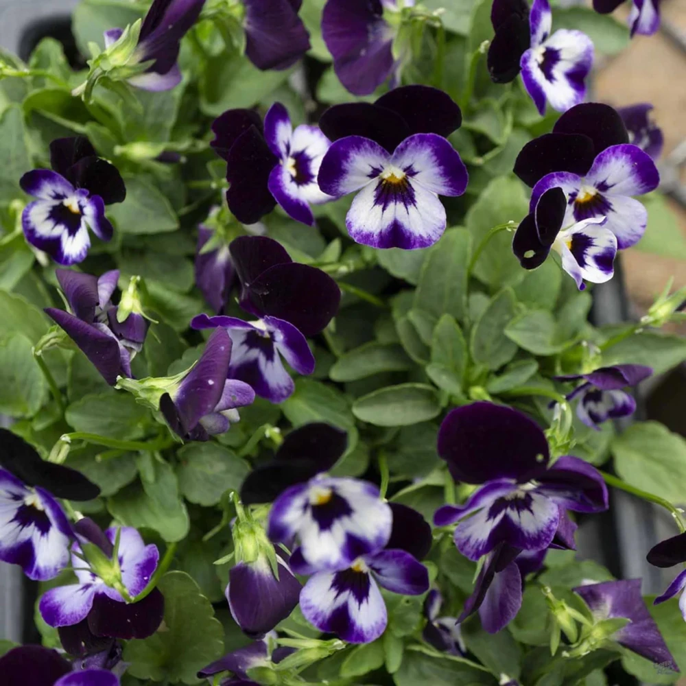 Pink Pansy Mix Viola Flower Seeds - Cold Resistant - 25 Seeds - Image 11