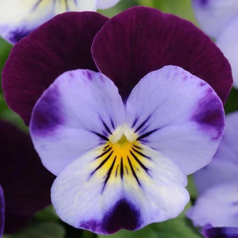 Pink Pansy Mix Viola Flower Seeds - Cold Resistant - 25 Seeds - Image 12