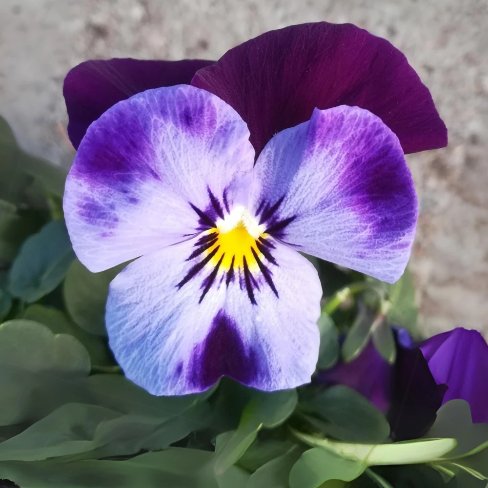 Pink Pansy Mix Viola Flower Seeds - Cold Resistant - 25 Seeds - Image 13